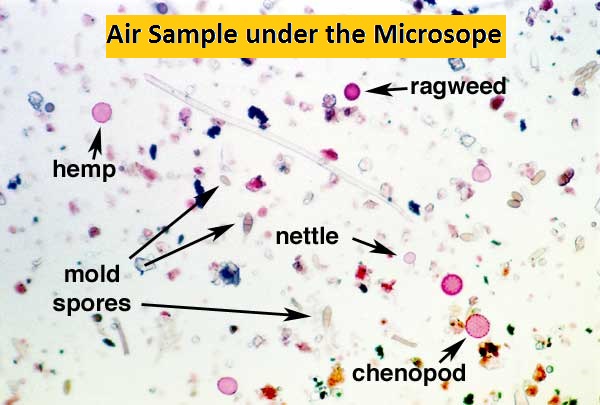 air sample under the microscope