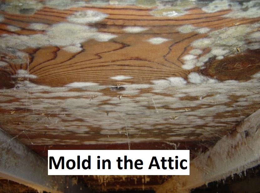 mold in the attic