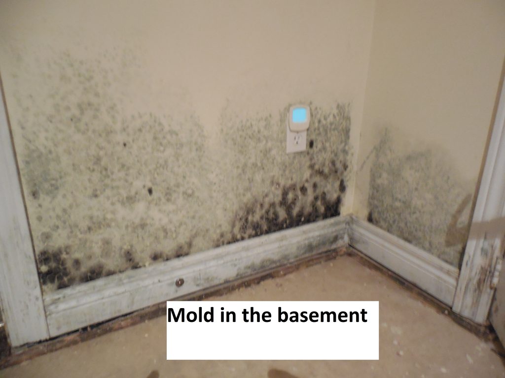 mold in the basement
