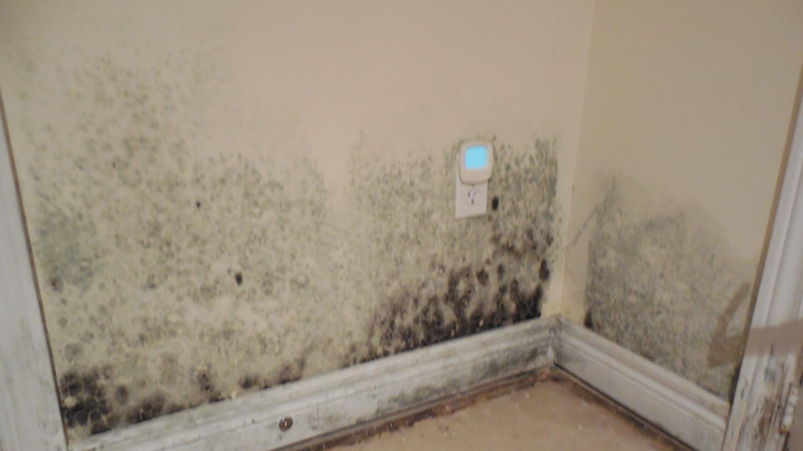 basement mold1 edited scaled