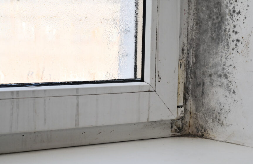 Mold Season window spread